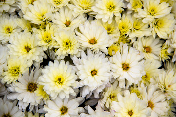 Bush of chrysanthemum blossom, top view. Bright bouquet of blooming dwarf chrysanthemum, autumn...