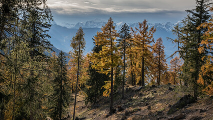 im Lärchenwald, Wallis