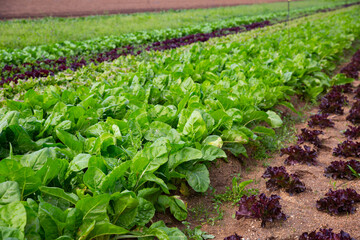 Fototapeta na wymiar Rows of harvest of spinach on the farm field. High quality photo