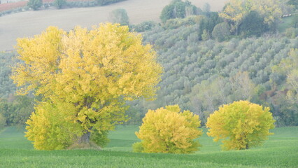 paesaggio con alberi e colori autunnali
