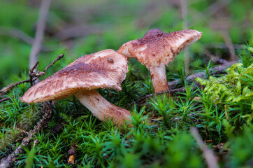 Der Pilz Bärtiger Ritterling (TRICHOLOMA VACCINUM) auf moosigem Waldboden mit unscharfem...