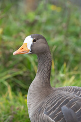 Portrait of a Greenland white fronted goose (anser albifrons flavirostris)
