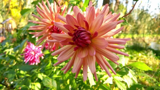 Beautiful big dahlia flowers in the garden on a sunny day.