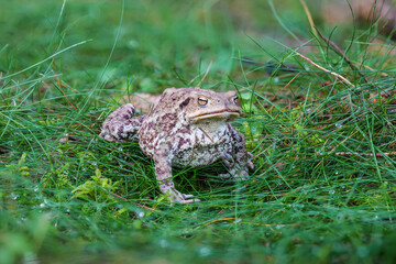 Eine Gemeine Erdkröte (Bufo bufo) im mit Tautropfen besetzen Gras