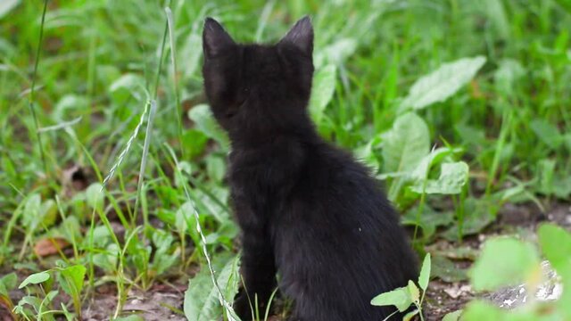 Dirty black kitten sitting in fresh grass and looks around. A black kitten still with blue eyes looking at the camera