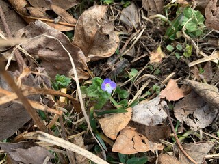 a blue flower in the autumn grass