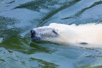 POLAR BEAR (Ursus maritimus)