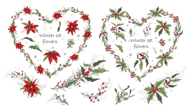 A set of winter flowers (poinsettia, white mistletoe, Holly) isolated on a white background. realistic hand-drawn compositions of bouquets. colorful ornaments, decorations for seasonal cards, posters