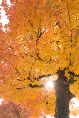 紅葉の木から射し込む光