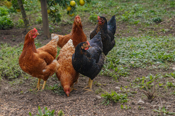 glückliche Freiland Hühner 