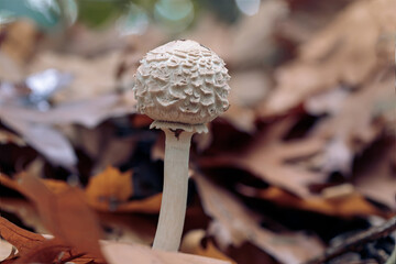 Cream white young mushroom before opening his mushroom hat known as Chlorophyllum olivieri. Side view of a white mushroom on a forest floor with brown and orange autumn leaves