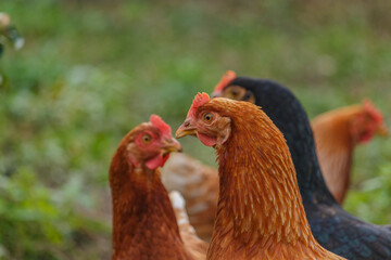 glückliche Freiland Hühner 