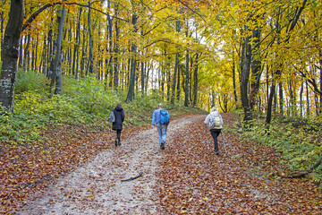 Fototapeta premium Two women and a man walk on a hiking forest trail colored with autumn leaves