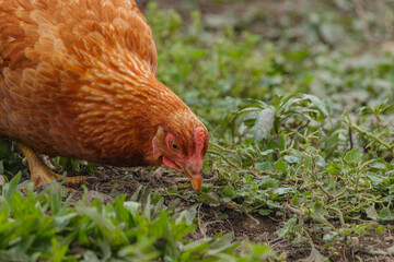 glückliche Freiland Hühner 