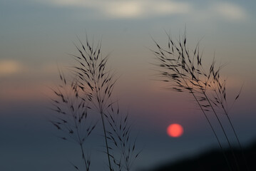 Grass flower silhouette with blur sea in sunset time