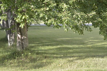 trees in the park