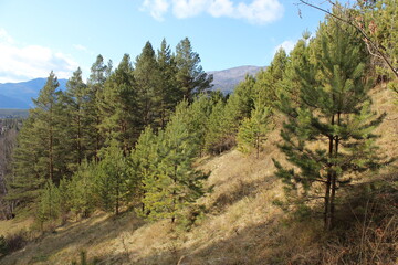 pine trees in the mountains