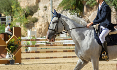 white horse walking in the field before the equestrian competition