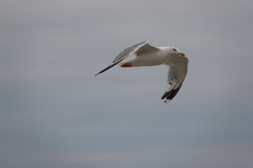 seagull in flight over the blue sea