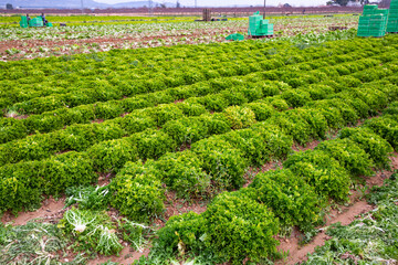 Rows of harvest of green lettuce in garden, no people