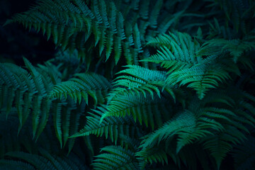 Fototapeta na wymiar fern leaves texture, dark mood, halloween background or phone wallpaper