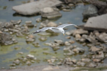 seagull in flight over the sea

