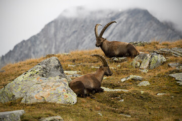 Alpine ibexes resting in an autumn mountain meadow landscape