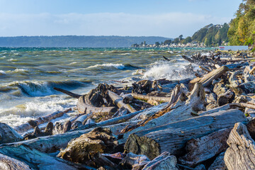 Windy Sea With Driftwood 3