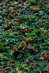 European yew (Taxus baccata)