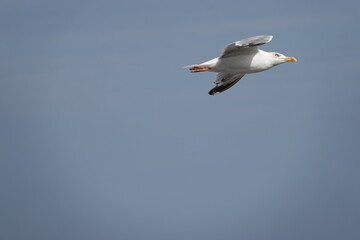 seagull in flight over the blue sea