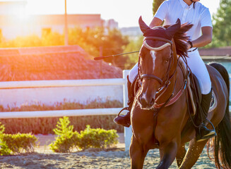 Close Up of a Brown Horse preparing before a five star equestrian competition in Italy