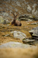 Alpine ibex resting in an autumn mountain meadow