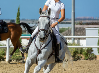 Close Up of a White Horse preparing before a five star equestrian competition in Italy