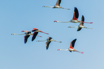 Flamingos flying in formation 