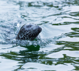 Fototapeta premium SEAL