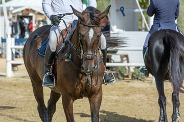 Obraz premium brown horse jumping the obstacle durign a five star competition in Italy