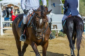 Obraz premium brown horse jumping the obstacle durign a five star competition in Italy