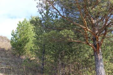 tree in the garden