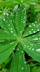 Bright green lupine leaf with raindrops.