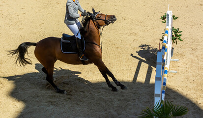 Close Up of Brown Horse refusing to Jump the Obstacle during a Horse Competition in Italy