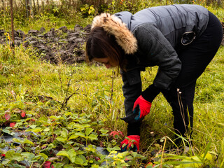 a woman digs a bed of strawberries. shoveling in the garden. autumn.