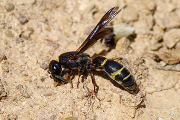 Wasp (Eumicrodynerus longicorpus)