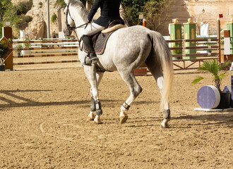 white horse walking in the field before the equestrian competition