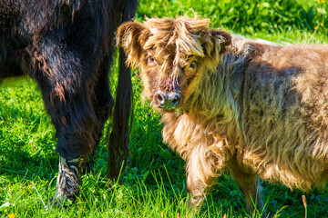 Galloway - Kalb - niedlich - Junges