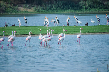 Flock of Flamingos at Thol lake