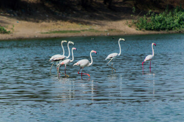Flock of Flamingos at Thol lake