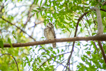 Spotted owlet on a tree