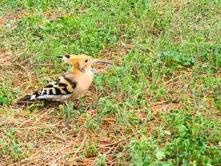 Eurasian Hoopoe (Upupa epops)