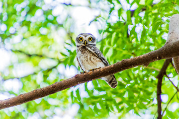 Spotted owlet on a tree