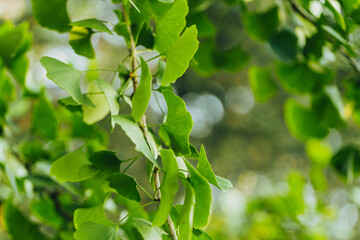 Close-up brightly wet green leaves of Ginkgo tree (Ginkgo biloba), known as ginkgo or gingko in soft focus against background of blurry foliage.
